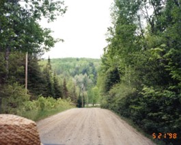 ForestRoad-2