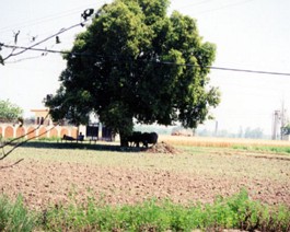 Punjab-2 The rich and idyllic fields of the Punjab