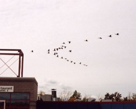 GeeseFlight The geese head south