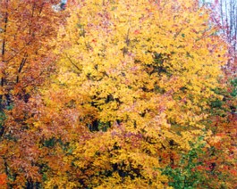 Home-View-2 Fall colors from my Lexington apartment