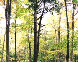 Sep-Algonquin-forest