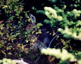 Montana-Glacier-9-Rabbit