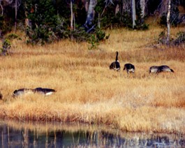 Wildlife-5-Geese