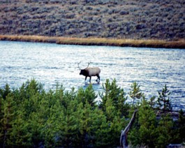 Yellowstone-10-BuckinRiver