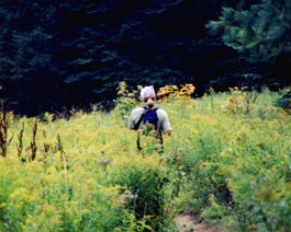 Sep-Algonquin-Claire-Meadow