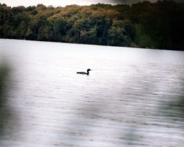 Loon