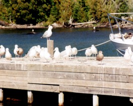 Seagulls-1