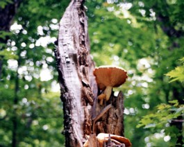 Tree-Fungus