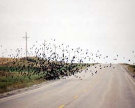 ND-BirdsOnRoad