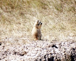 Badlands-Marmot-1