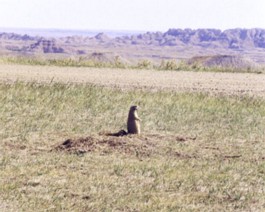 Badlands-Marmot-2