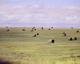 Bales-1