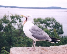 SeaGull