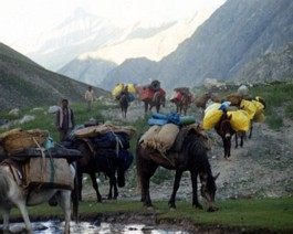 ZankarSumdo-Horses-Caravan